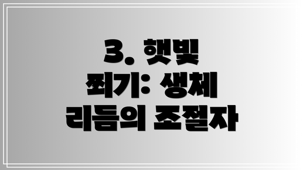 3. 햇빛 쬐기: 생체 리듬의 조절자